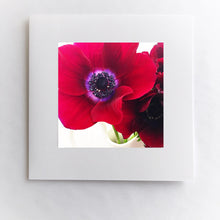 Load image into Gallery viewer, Red Anemone