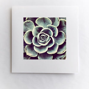 Fierce Bloom