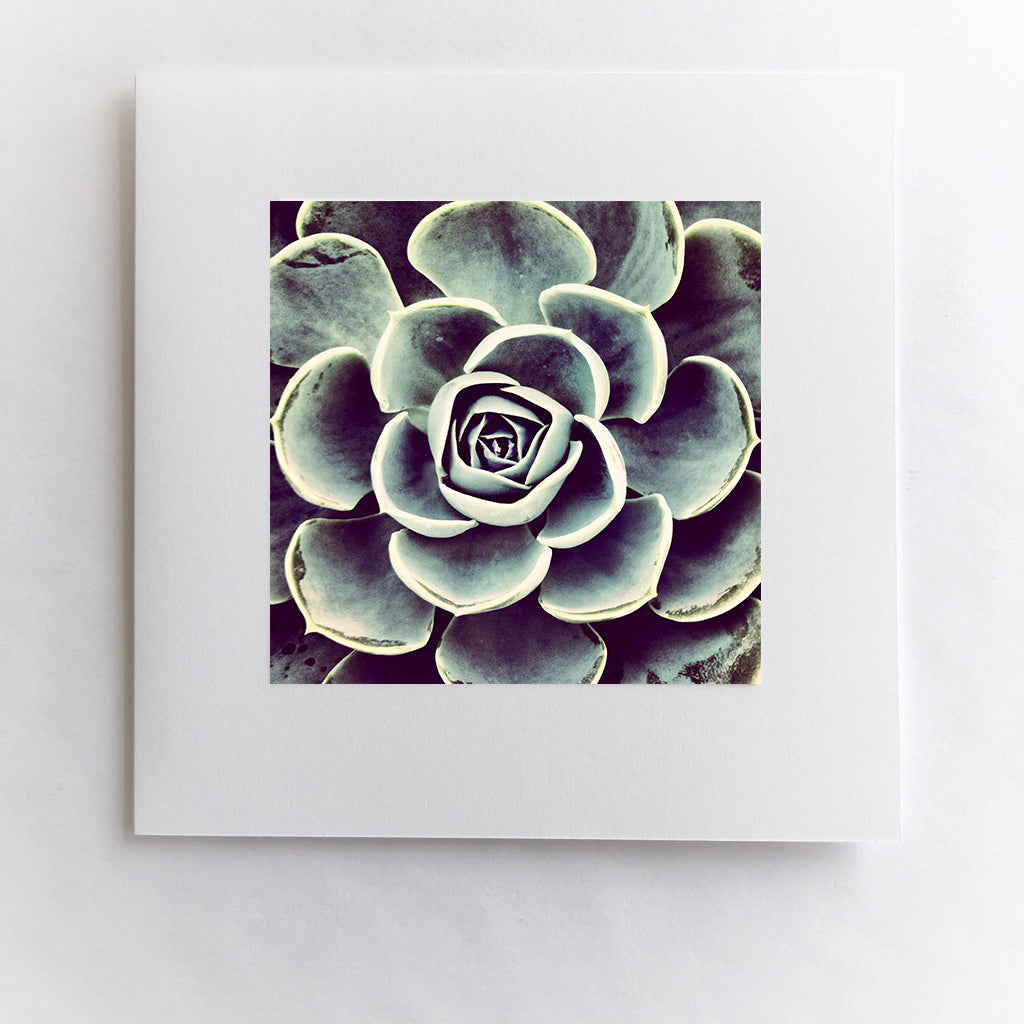 Fierce Bloom