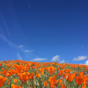 Poppies to the Sky