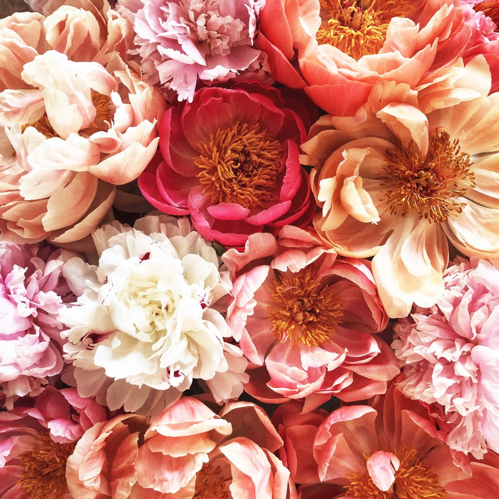 Love in Bloom