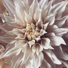 Load image into Gallery viewer, Pink Dalhia