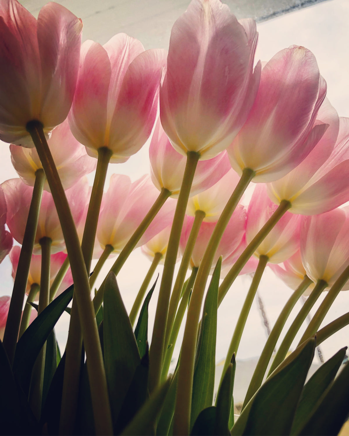 Love Beneath The Tulips