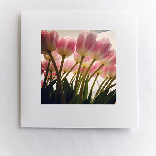 Love Beneath The Tulips