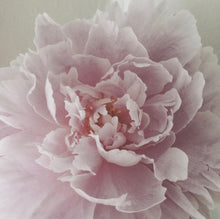 Load image into Gallery viewer, Pink Peony